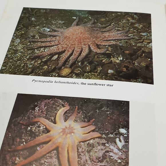 Seashore Life of Puget Sound The Strait of Georgia, and San Juan Archipelago - Picture 8 of 10